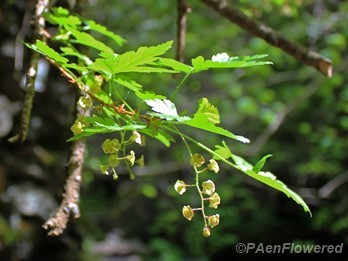 Plant in flower
